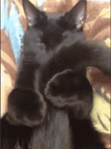 cat-tail.gif