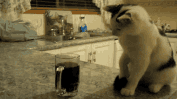 T8RT.gif