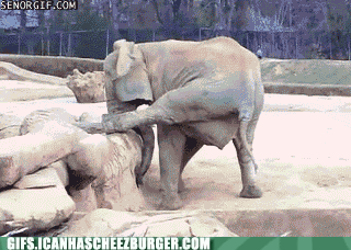 elephant-yoga