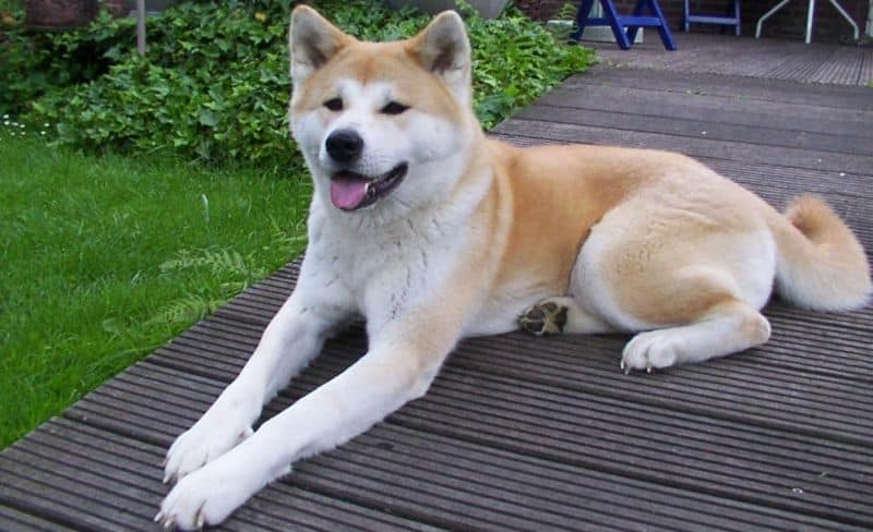 dog.jpeg