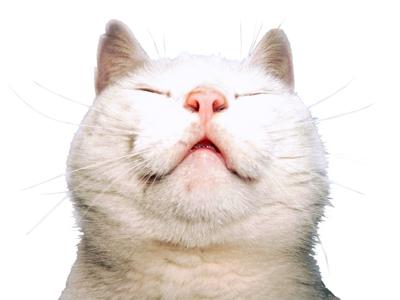 63536-400x300-Funny_cat_11.jpg