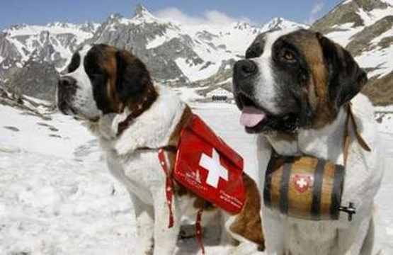 st-bernard.jpg