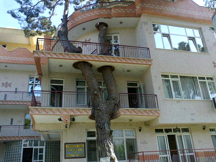 built-around-tree.jpg