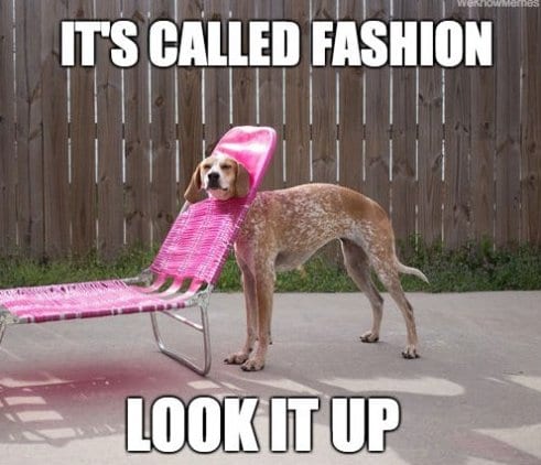 Funny-Pictures-2014-Fashion-Dog.jpg