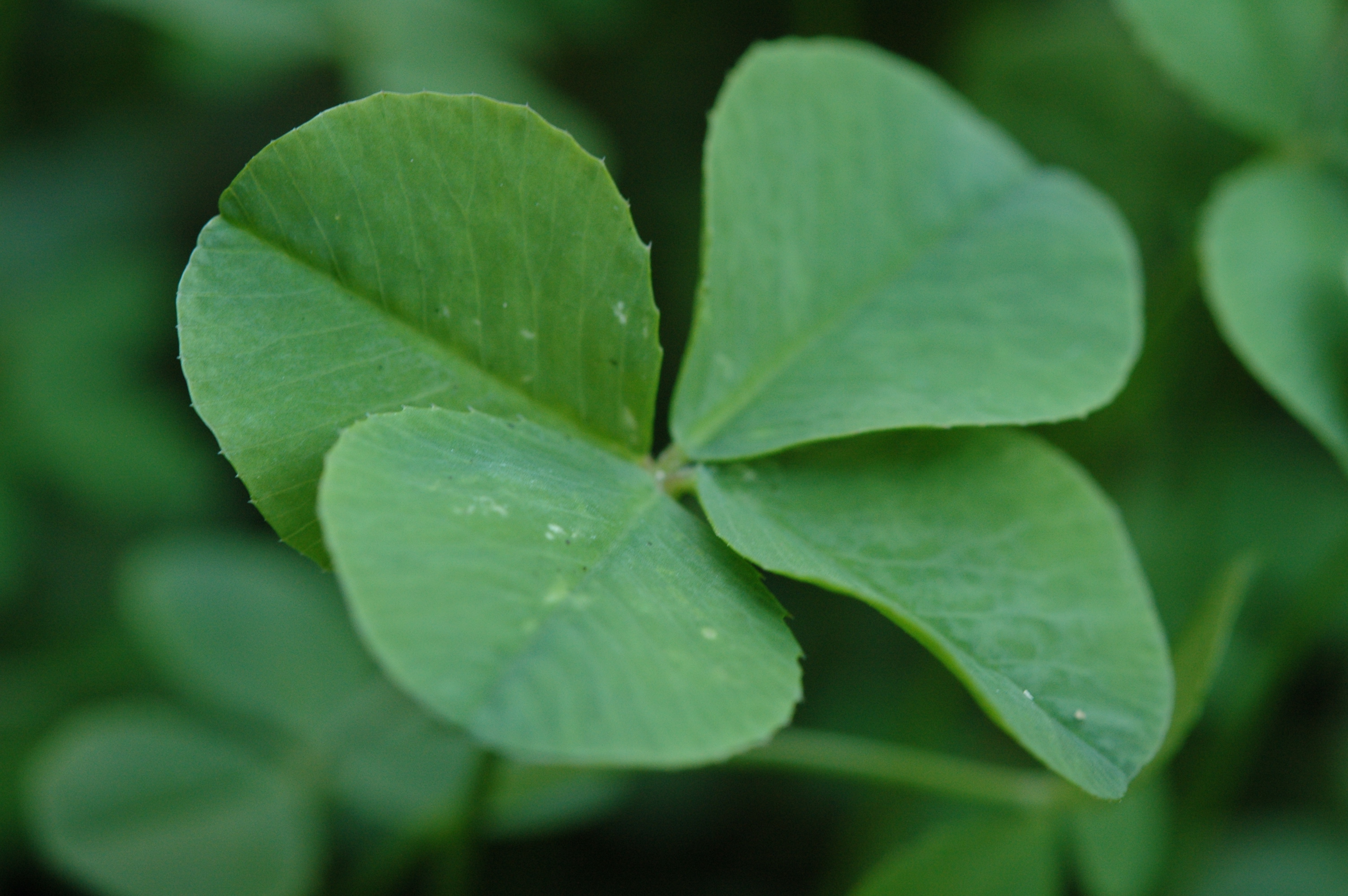 Four_Leaf_Clover_068.jpg