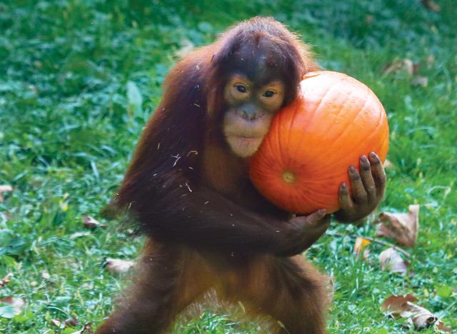 a-ORANGUTAN-640x468.jpg