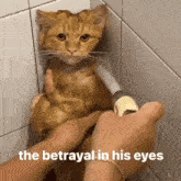 the-betrayal-in-his-eyes-cat-shower.gif