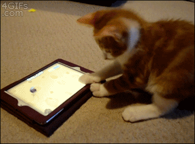 1120cat9.gif