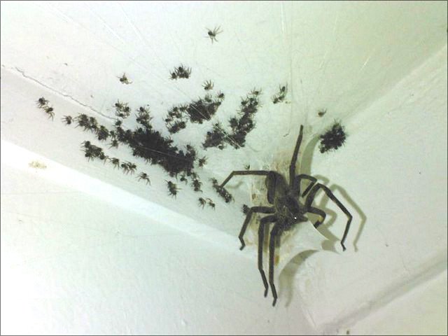 hugespider.jpg