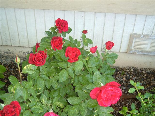 roseshome.jpg