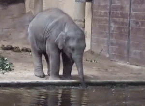 baby-elephant-having-fun-blowing-bubbles