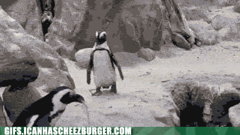 pushy-penguin