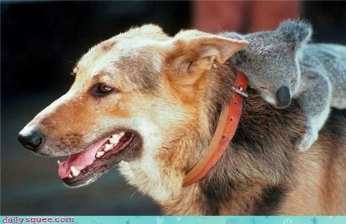 best-piggyback-ever