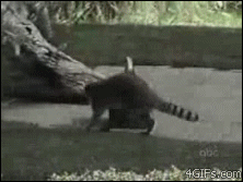 21a2d7c4f9398343080616d6945b4474.gif