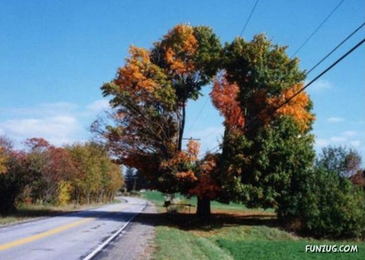 trees-unusual-funzug-2.jpg