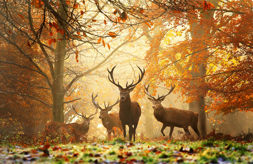 autumn-photography-2-29__880.jpg