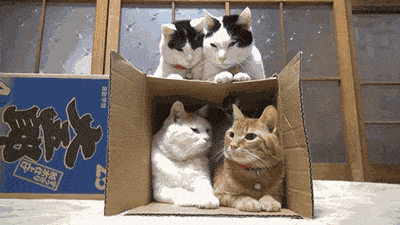 cats-in-box.gif