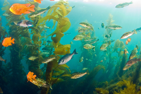 casino_point_underwater.jpg