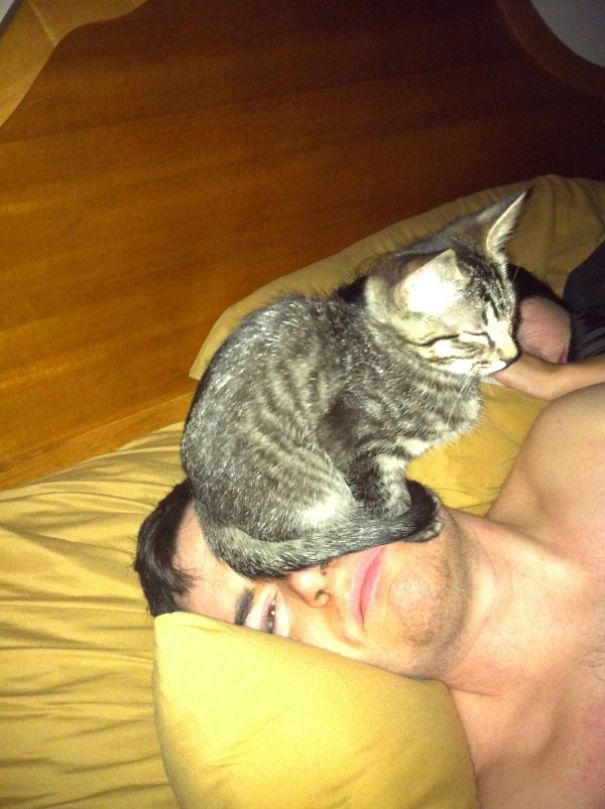 cat-logic-funny-42__605.jpg
