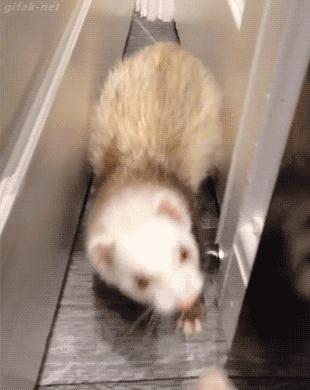 ferret-gets-himself-stuck-behind-door