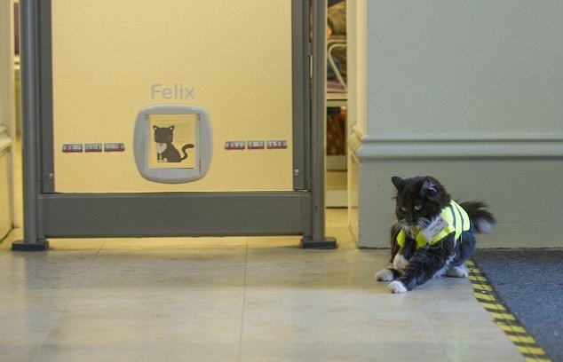 FELIX-5.jpg