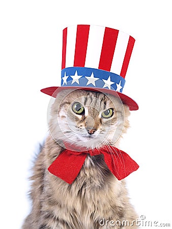 cute-patriotic-cat-thumb8286989.jpg