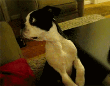 doggy-needs-to-calibrate-its-gps