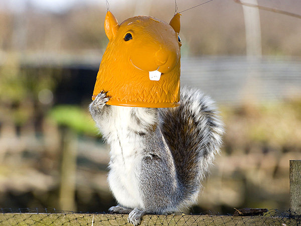 squirrel-600.jpg