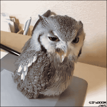 QGgjdrP.gif