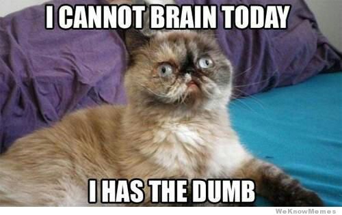 wpid-i-cannot-brain-today-i-has-the-dumb-cat.jpeg