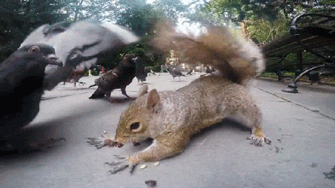 tSlr5G7vlrJZK.gif