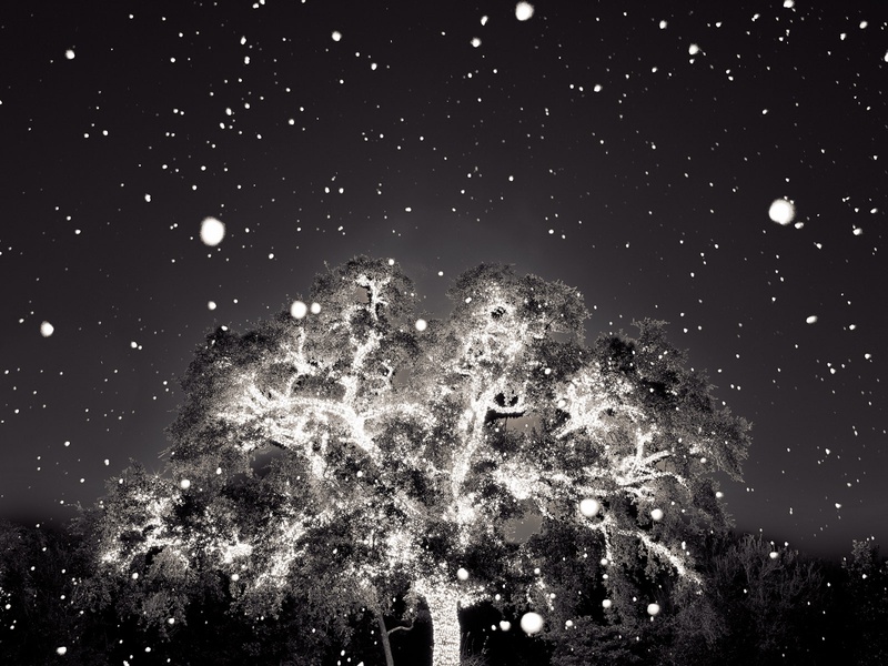 HCP_SPIN8_July_2012_Colin_Blakely_-_Lighted_Tree.jpg