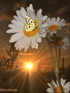 abf3c5e820422d84021fa64605cf94f3.gif
