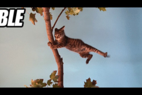 aCY7T.gif