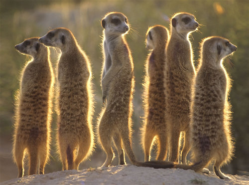 meerkats_1024.jpg