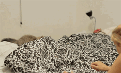 gifs_02.gif