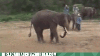 smart-elephant-throws-and-kicks-football