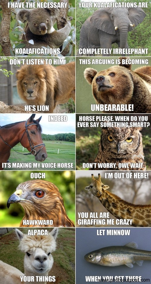 hilarious-animals.jpeg