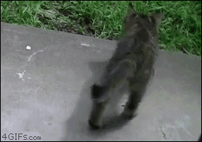 slide_352204_3811519_free.gif