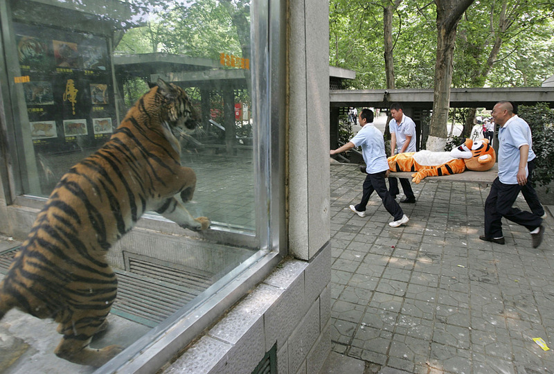 zoo-tiger-sees-tiger-mascot.jpg
