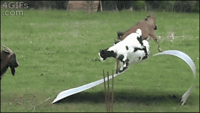 Qjpv5Gm.gif