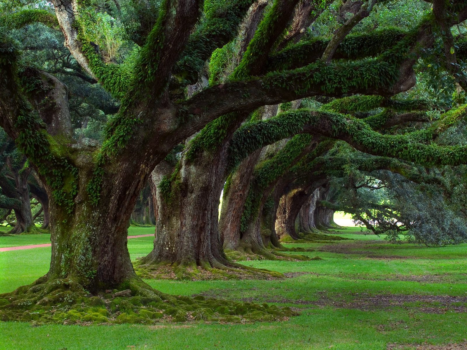 live-oakslouisiana.jpg