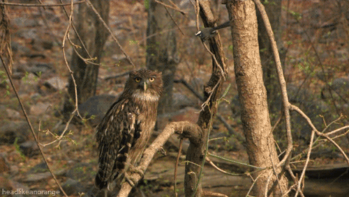 ani_bird-pesters-owl.gif