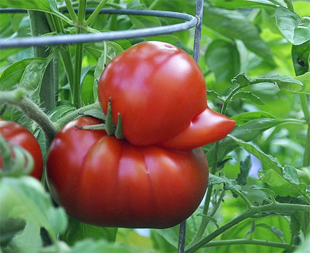 funny-shaped-vegetables-fruits-4.jpg
