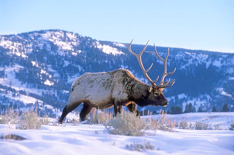 bull-elk-in-winter-her050b.jpg