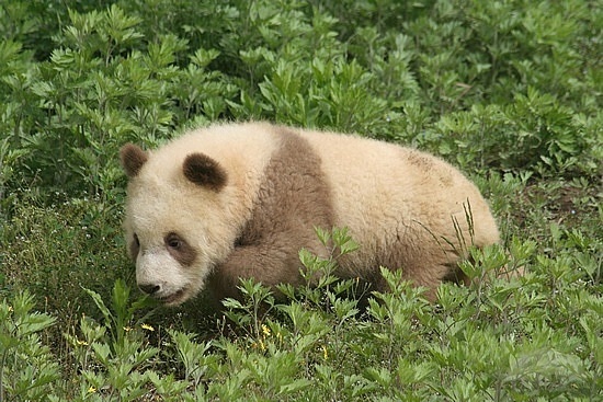 qinling-panda.jpg