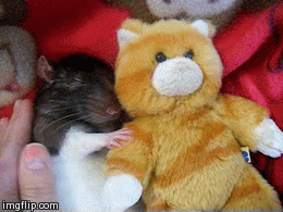 im-just-gonna-take-a-little-rat-nap