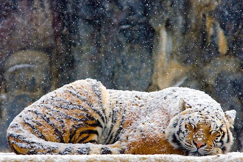 snowed+tiger.jpg