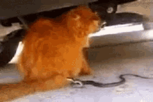 cat-snake.gif