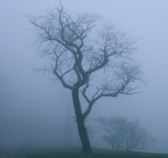tree-in-fog.jpg